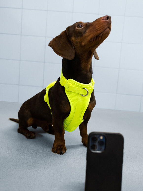 Harnais Pour Chiens, Jaune, hi-res