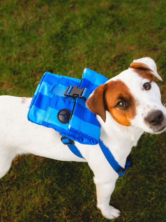 Mochila Adaptável Para Cães, Azul, hi-res
